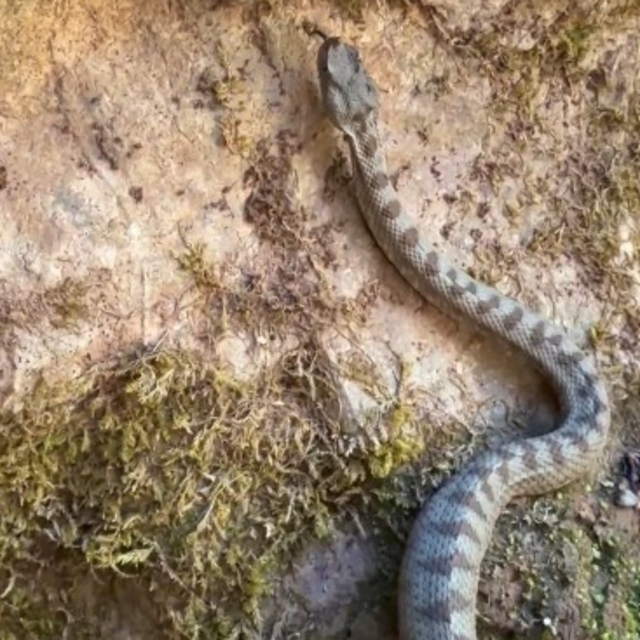 Kastamonu'da boynuzlu engerek yılanı görüldü