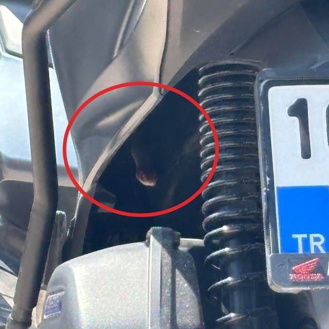 Motosiklete giren yılan korkuttu