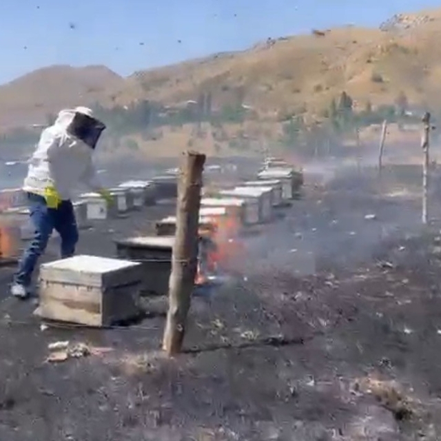 Adıyaman'da otluk alan yangını 200 arı kovanını kül etti