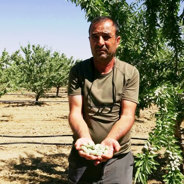 Hobi olarak başladığı badem yetiştiriciliğinde 20 bin ağaca ulaştı; 10 ton...