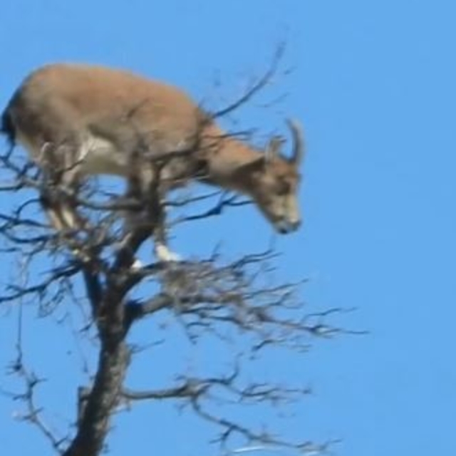 Doğanın tırmanış ustası ağacın tepesinde görüntülendi