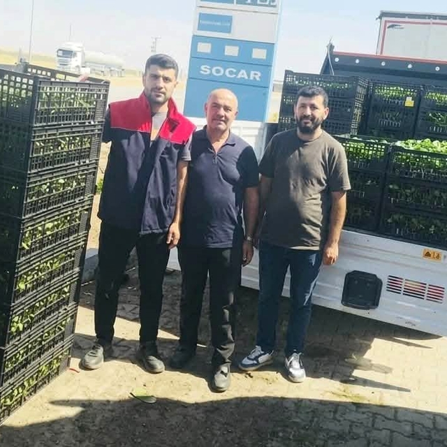 Cizre'de çiftçilere yüzde 75 hibeli fide desteği