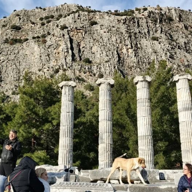 Doğaseverler, Anadolu'nun Pompeisi Priene Antik Kenti'ne dikkat çekti