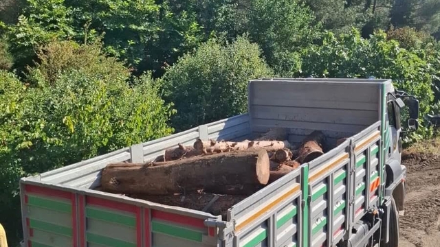 İskenderun'da kaçak ağaç kesimi yapanlara işlem yapıldı