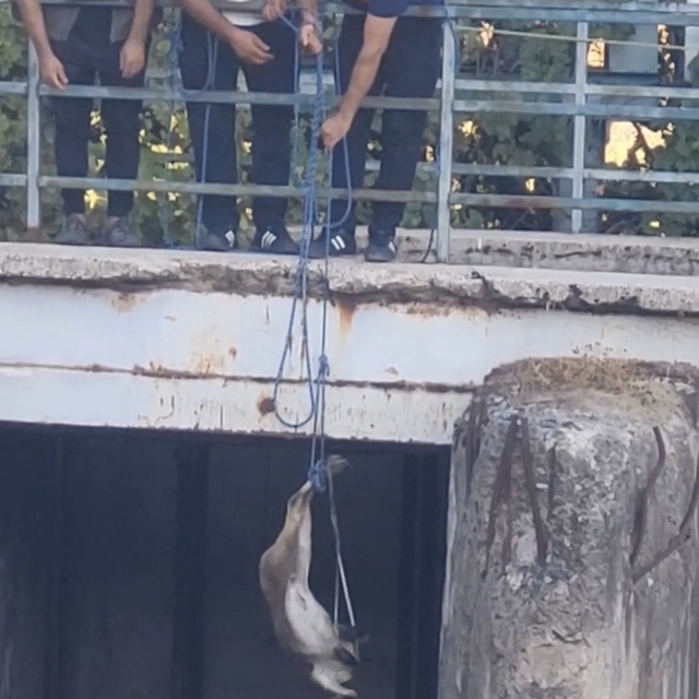 Koruma altındaki dağ keçisi için özel kurtarma operasyonu