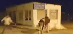 Sahibinin elinden kaçan dana güçlükle yakalandı