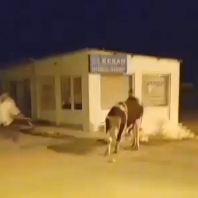 Sahibinin elinden kaçan dana güçlükle yakalandı