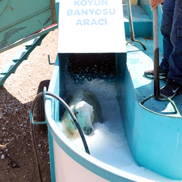 Talas'ta 16 bin koyun bu banyodan geçti