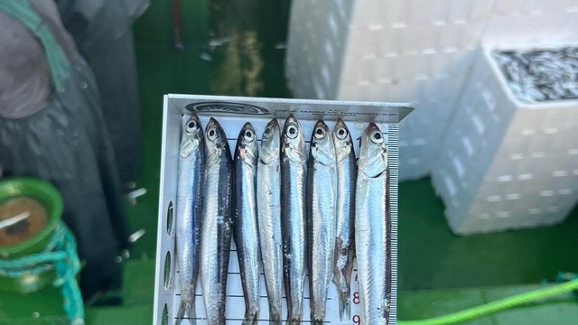Didim'de 'Hamsi Kotası' denetimi yapıldı