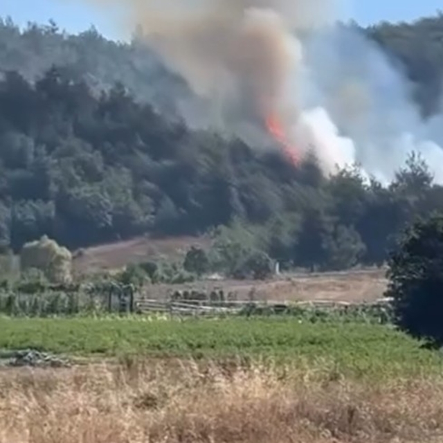 Bursa'da orman yangını