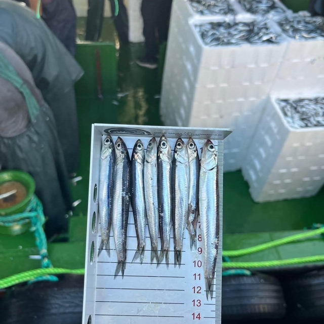 Didim'de 'Hamsi Kotası' denetimi yapıldı