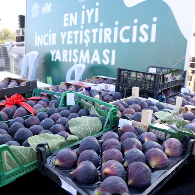 12. Akçalar Fadıllı İncir Festivali 13 Eylül'de Akçalar Göl Kıyısı'nda