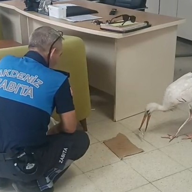 Mersin'de yaralı halde bulunan leylek koruma altına alındı