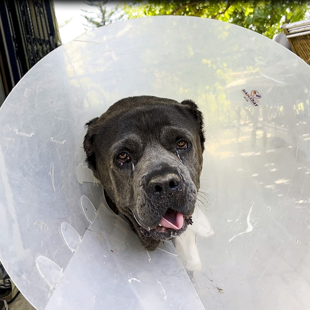 Köpek Şila'nın rahminden, 6 kilo 750 gram enfeksiyonlu kitle çıkarıldı