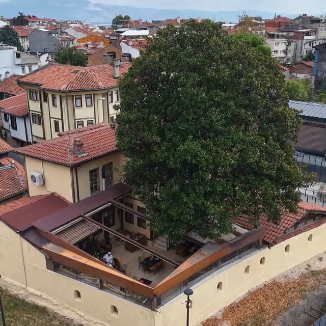 Kökleri 3 asra, hatırası Zeki Müren'e uzanan manolya ağacının altında vefa...