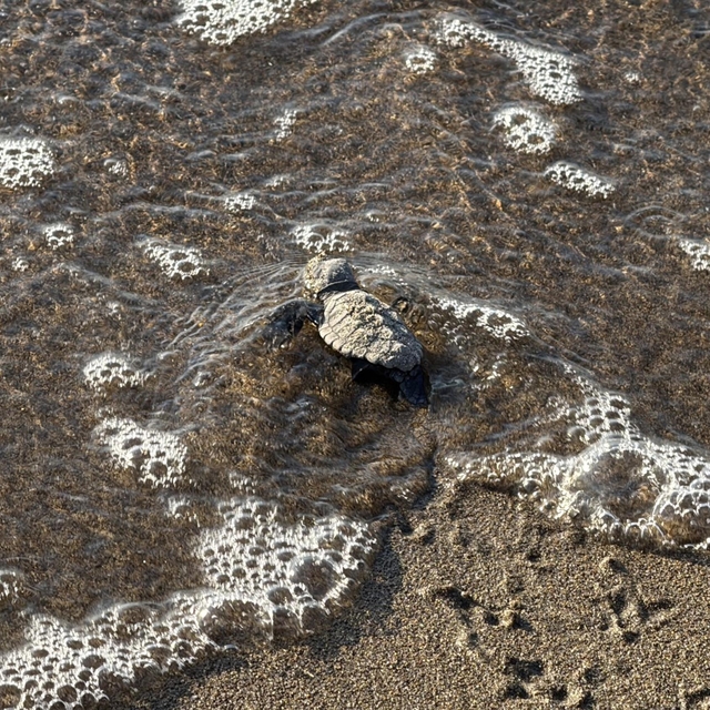Bodrum'da 62 yavru caretta caretta denizle buluştu