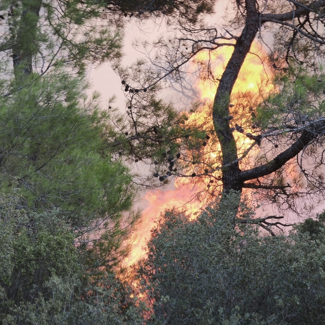 Muğla'daki orman yangınına müdahale devam ediyor
Muğla-Denizli karayolu tra...