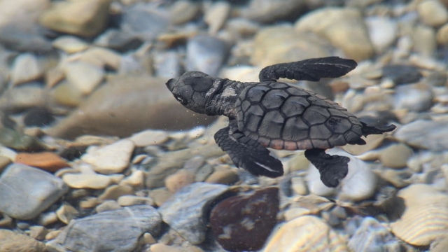 Aydın kıyılarında 214 yavru caretta denizle buluştu