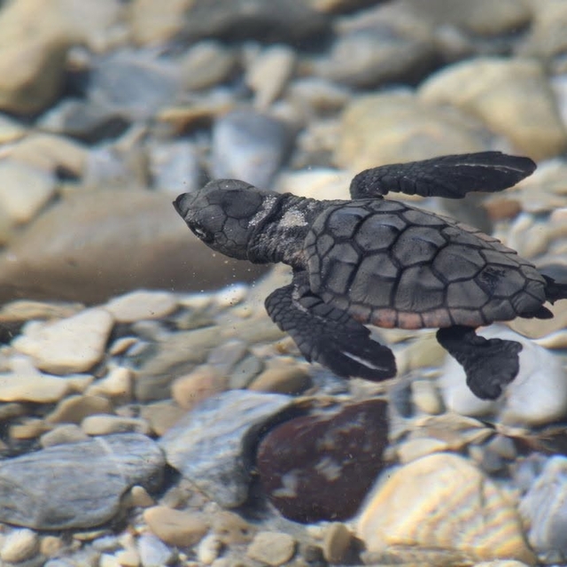 Aydın kıyılarında 214 yavru caretta denizle buluştu
