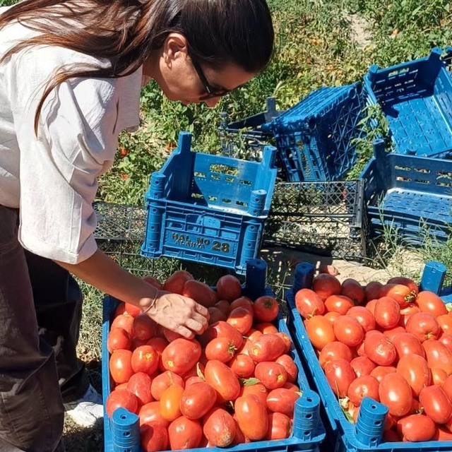 Karapınar'da domates tarlalarına inceleme