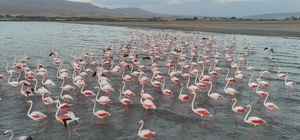 Gecikmeli gelen flamingolar Erçek Gölü'nü renklendirdi
Flamingoların Erçek...