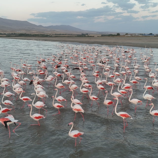 Gecikmeli gelen flamingolar Erçek Gölü'nü renklendirdi
Flamingoların Erçek...