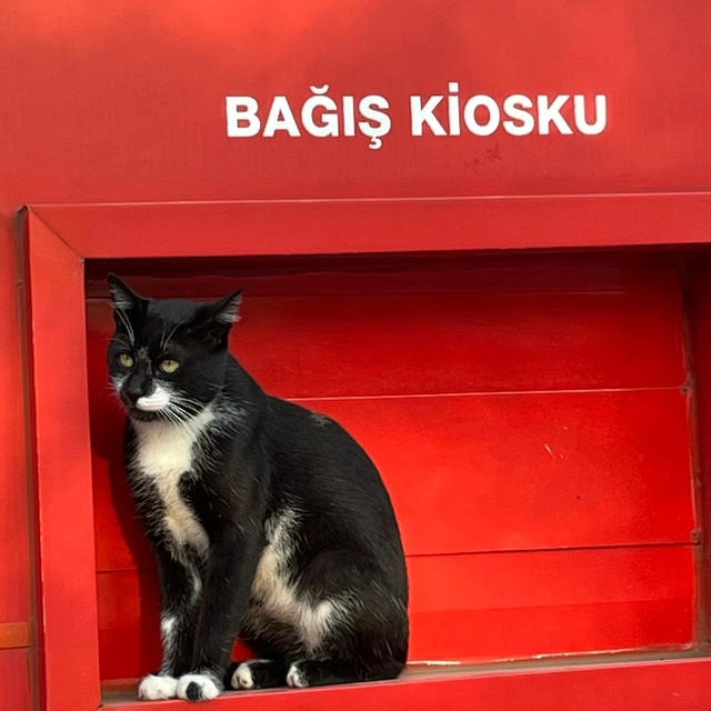 Kızılay'ın sevimli bekçisi