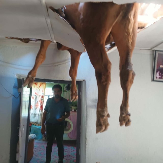Evin çatısına düşen boğa, delinen tavanda asılı kaldı