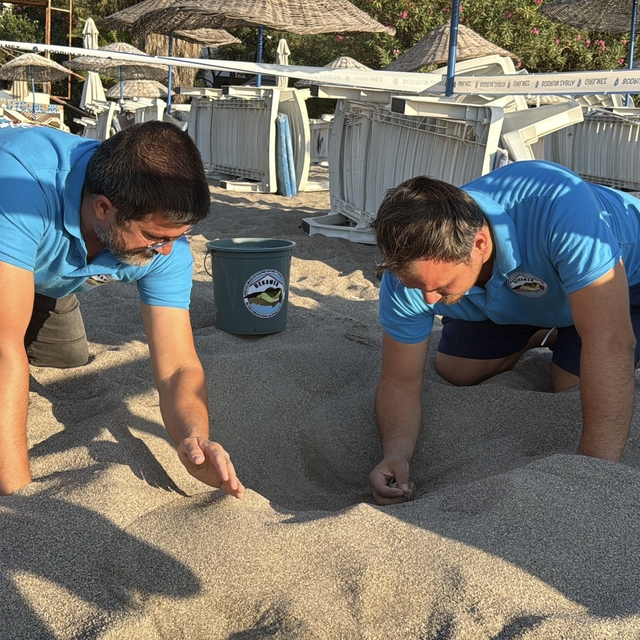 Kumsalda başlayan umut yolculuğu denizde tamamlandı: "62 caretta caretta ya...