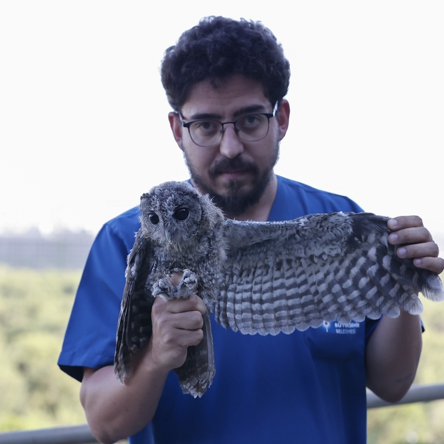 Ebeveynlerinin terk ettiği  3 Alaca Baykuş'un rehabilitasyonu tamamlandı
Te...