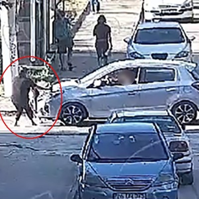 Minik Mavi'nin hayatını kaybettiği kazanın görüntüleri ortaya çıktı
Kazada...