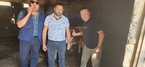 Çivril'de kaybolan iki buzağı mahalle halkını seferber etti