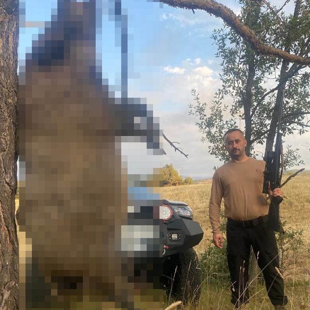 Akdağmadeni'nde yaklaşık yarım tonluk dev yaban domuzu öldürüldü