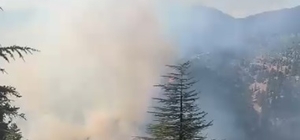 Adana'da 2 farklı bölgede orman yangını
