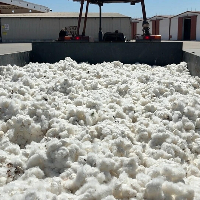 Aydın'da sezonun ilk pamuğu 100 TL'den sembolik olarak alındı