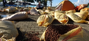 Giresun'da fındık kurutma telaşı yağmura takıldı
