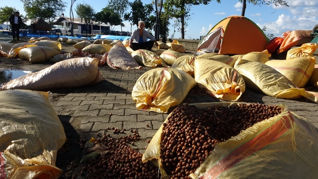 Giresun'da fındık kurutma telaşı yağmura takıldı