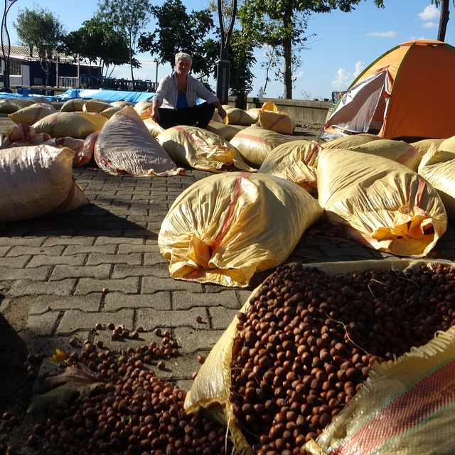 Giresun'da fındık kurutma telaşı yağmura takıldı