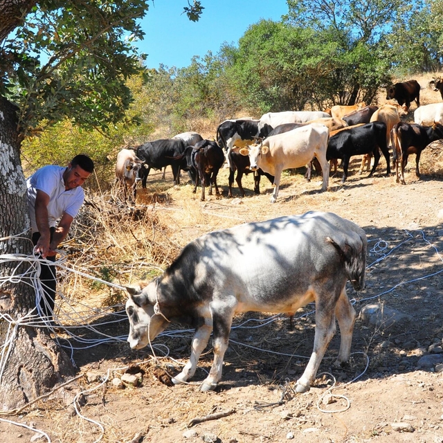 Sürüden kaçan 6 sığırını 5 ay sonra kementle yakaladı