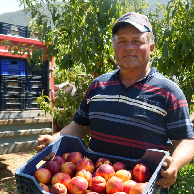 Bu nektarinin yüzde 70'i yurt dışına gidiyor
Geçen yıl 60 lira olan nektari...