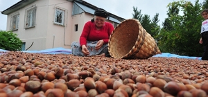 Düzce'den AB ülkelerine 7 bin 192 ton fındık ihraç edildi