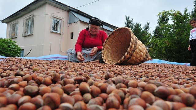 Düzce'den AB ülkelerine 7 bin 192 ton fındık ihraç edildi