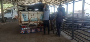 Gediz Belediyesi hayvan pazarı pazartesi günleri kurulacak