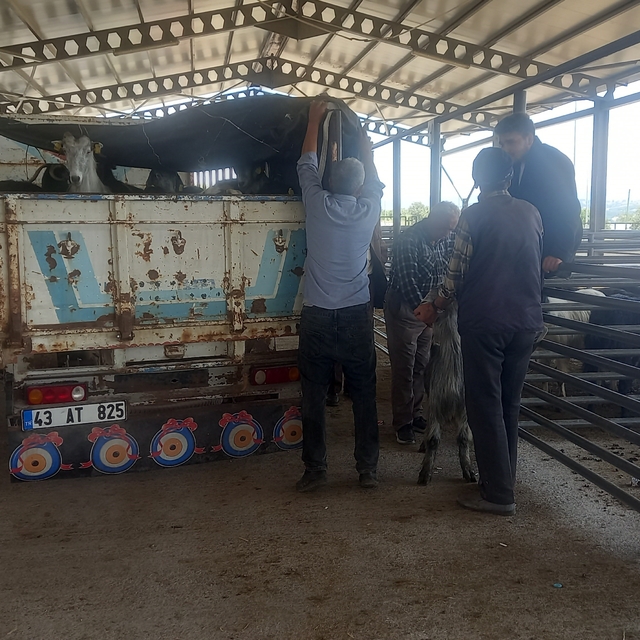 Gediz Belediyesi hayvan pazarı pazartesi günleri kurulacak