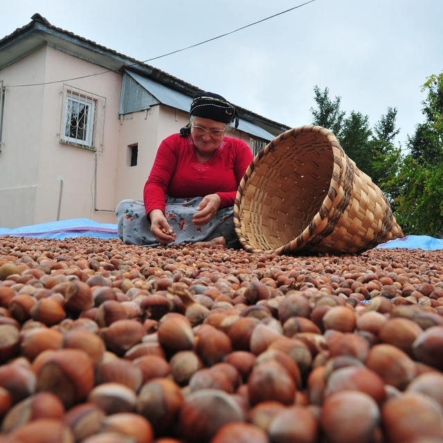 Düzce'den AB ülkelerine 7 bin 192 ton fındık ihraç edildi
