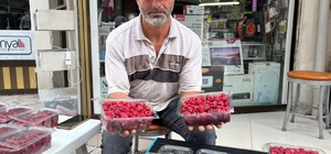 Kıraç arazileri aronya ve ahududugil yetiştirerek değerlendirdi
