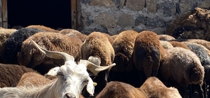Patnos'ta koyun sağımı mesaisi devam ediyor