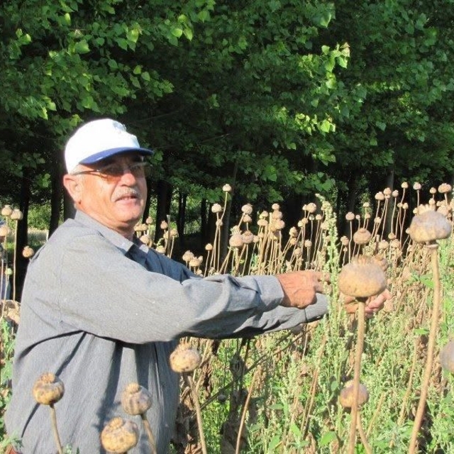 Üreticilerden haşhaş tohumu alım yapılacak