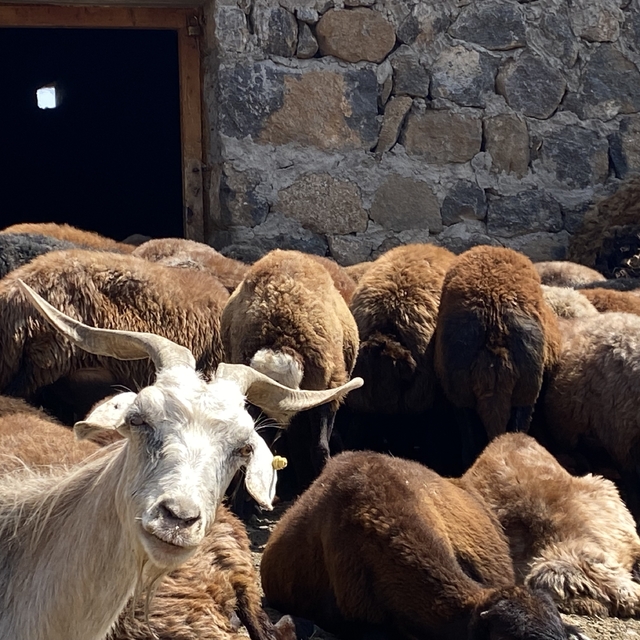 Patnos'ta koyun sağımı mesaisi devam ediyor