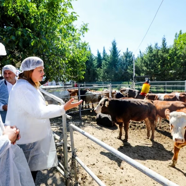 Belediye vatandaşın ucuz et ihtiyacı karşılamak için besi çiftliği kurdu